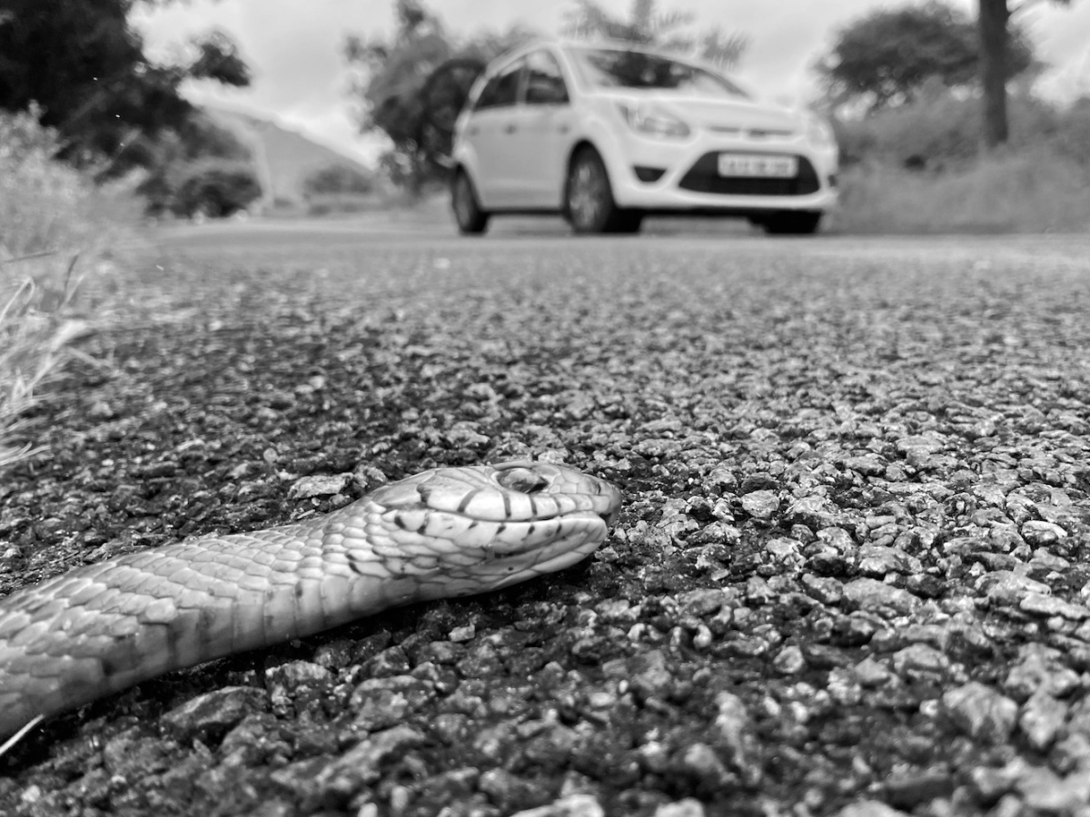Dead rat snake on the road.