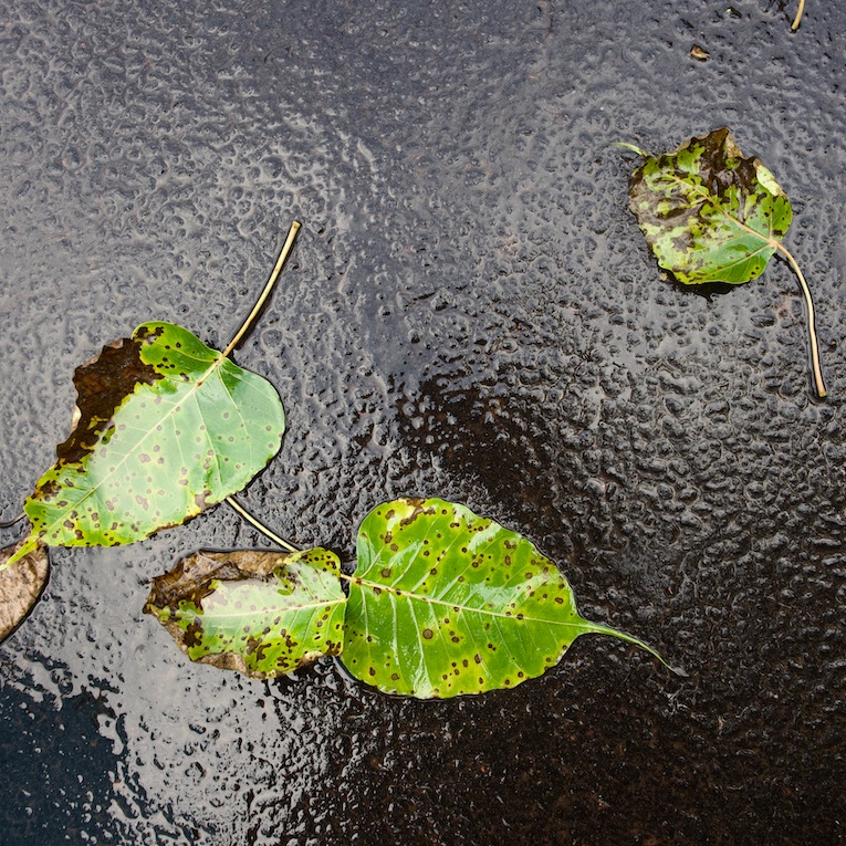Wet leaves on the road
