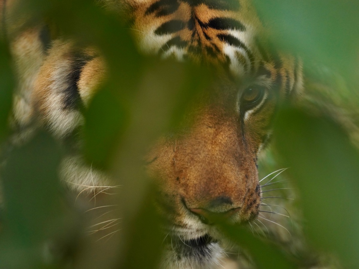 Tiger through the leaves. Shot in Karnataka, India.
