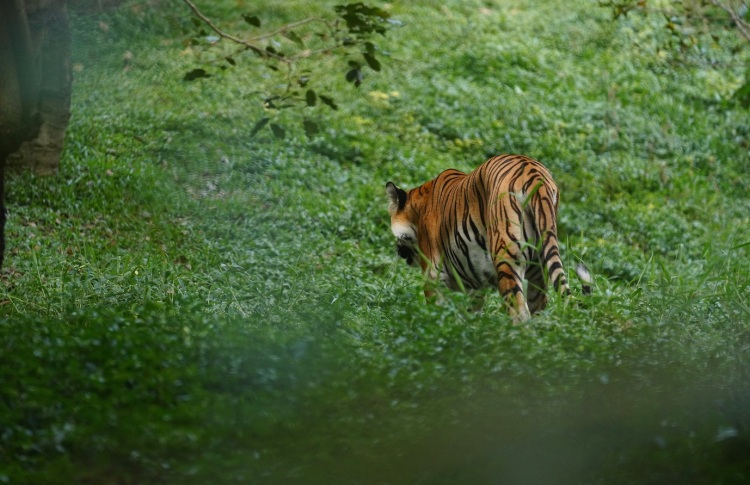 Tiger walking away. Shot in Karnataka, India.