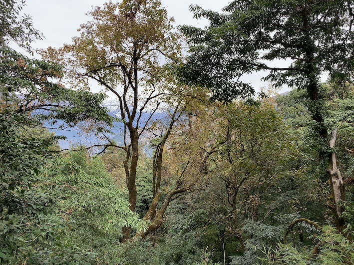 Forests of Uttarakhand, Kudremukh Wildlife Sanctuary.