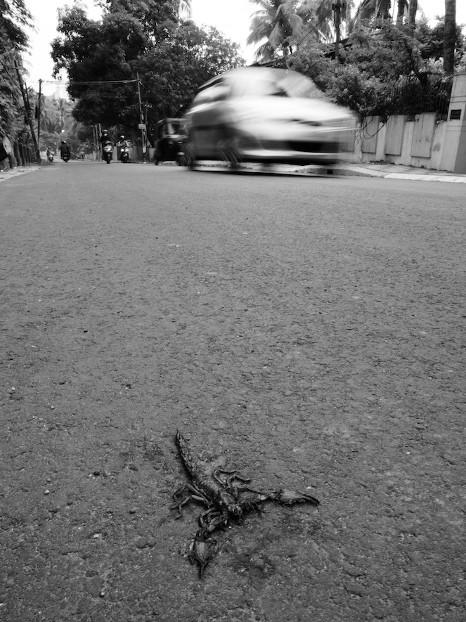 Dead Scorpion run over by vehicles. Shot in Kozhikode, Kerala, India.
