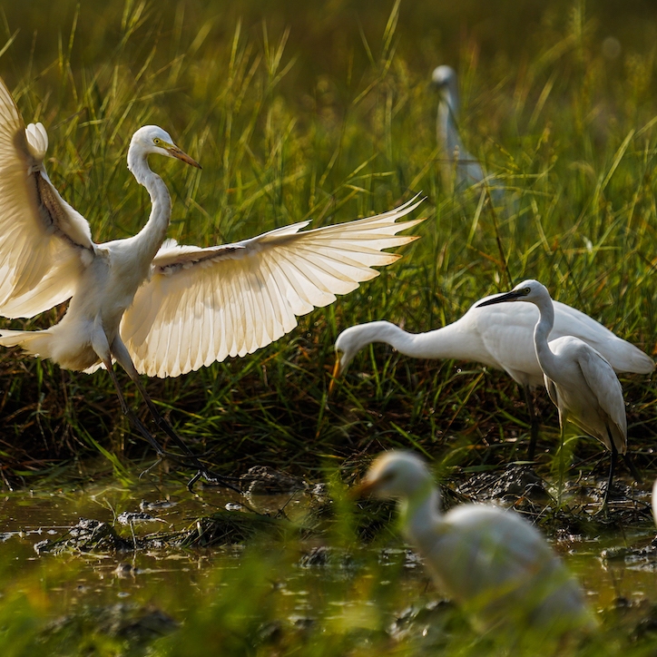 Egret with wings spread out. Shot in Kozhikode, Kerala, India.