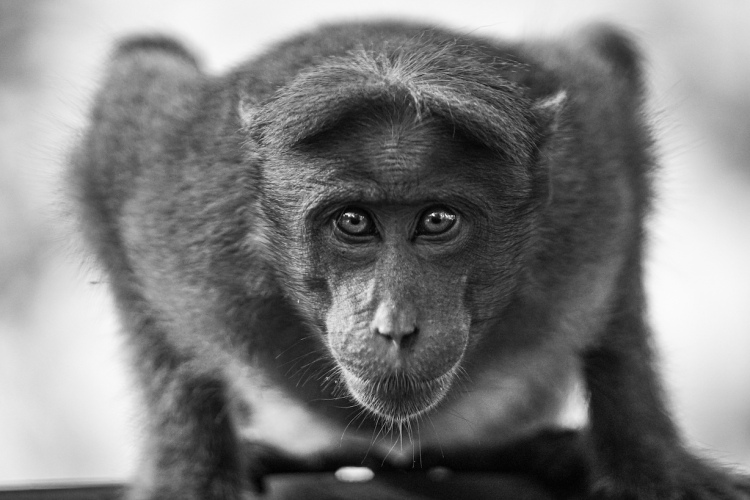 Bonnet Macaque intense gaze, Black and White Fine art shot by Ishan Shanavas. Shot in Kerala, India