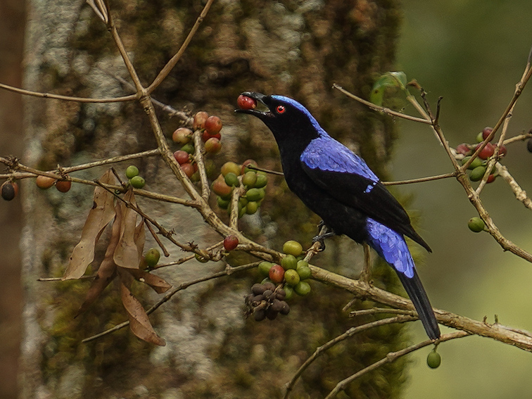 Asian Fairy Bluebird. Shot by Ishan Shanavas in Munnar, Kerala, India