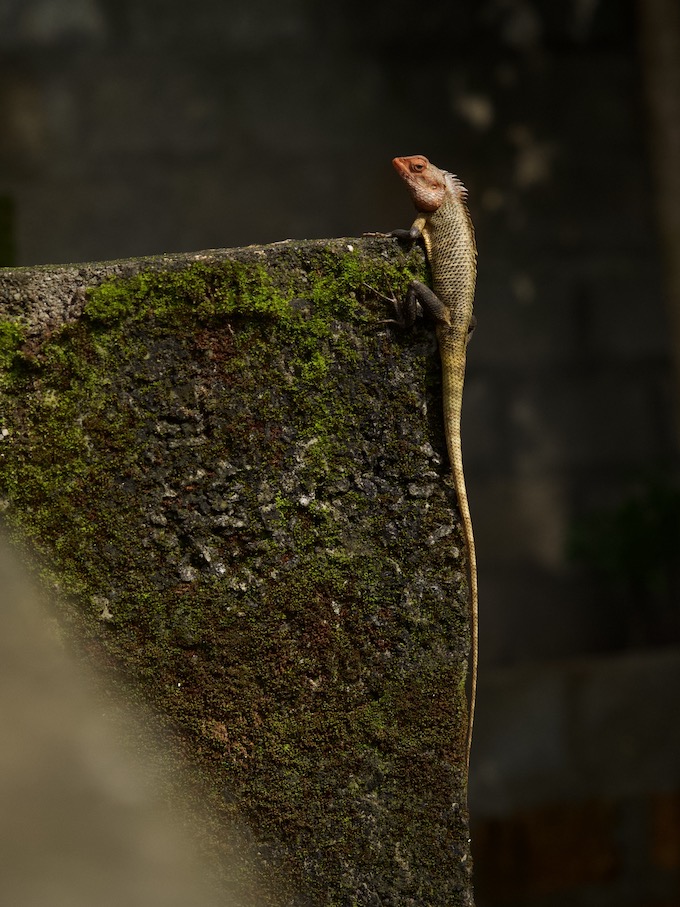 A Garden Lizard on the top of a wall. Shot by Ishan Shanavas in Calicut, Kerala, India