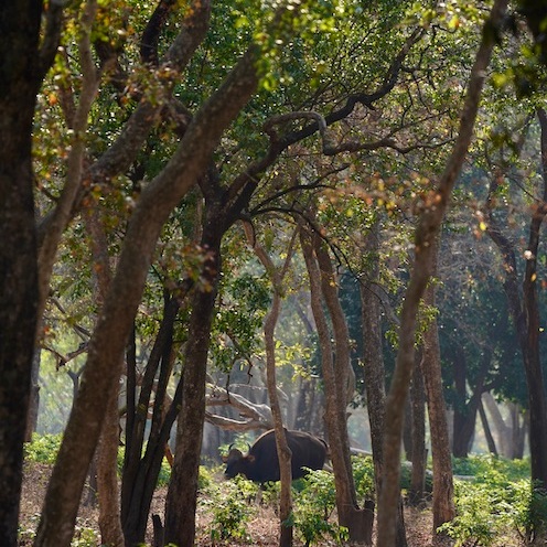 Gaur under the trees. Shot by Ishan Shanavas in Chinnar Wildlife Sanctuary, Kerala, India