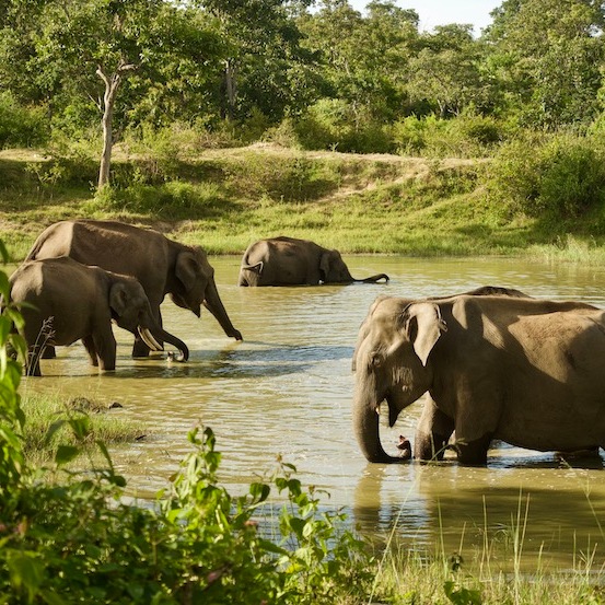 Herd of Elephants Bathing. Shot in Bandipur Tiger Reserve, Karnataka, India.