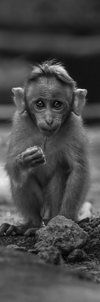 Wild Bookmarks - Baby Monkey by Ishan Shanavas
