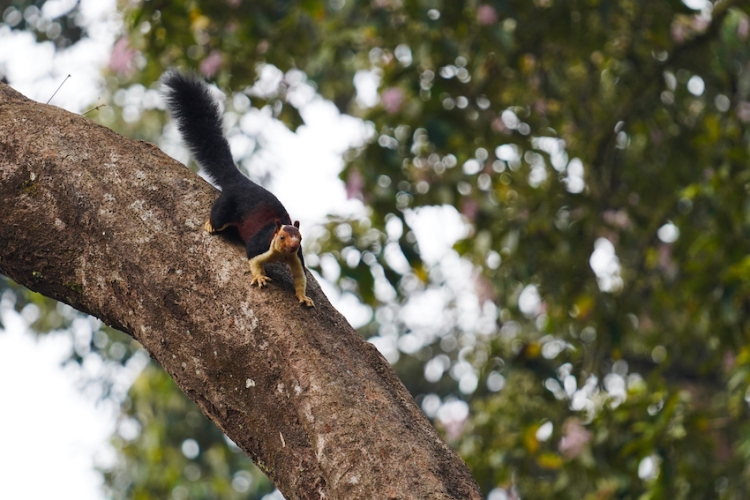 Malabar Giant Squirrel. Shot by Ishan Shanavas in Munnar, Kerala, India.